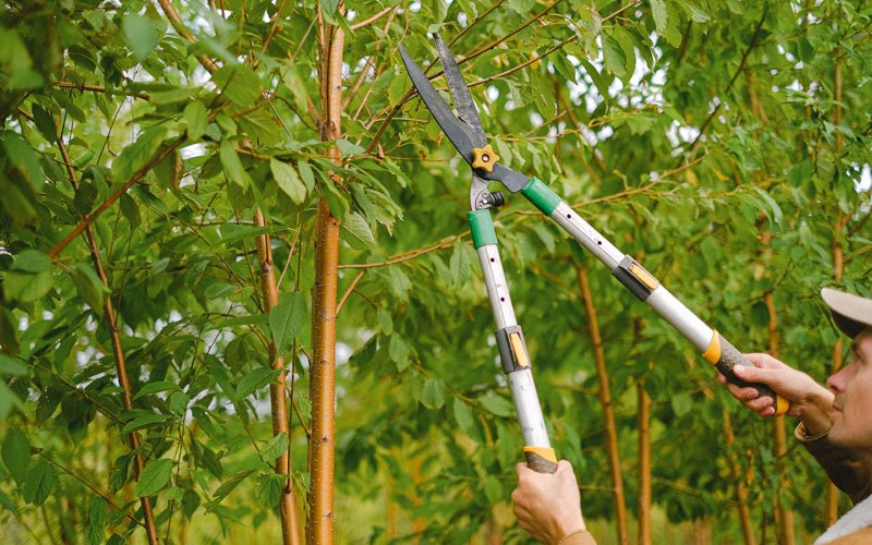 Tree trimming in Suquamish, WA