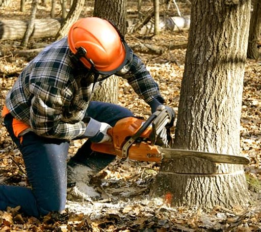 Tree Removal in Suquamish, WA